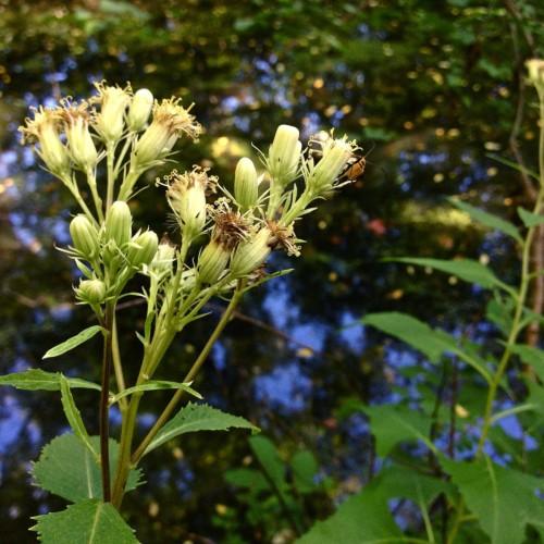 Lime-brown flowers with lime stamens, green leaves, lime buds and stems, yellow midrib and veins.