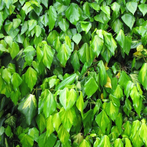 Lime-yellow leaves with green petiole and stems.