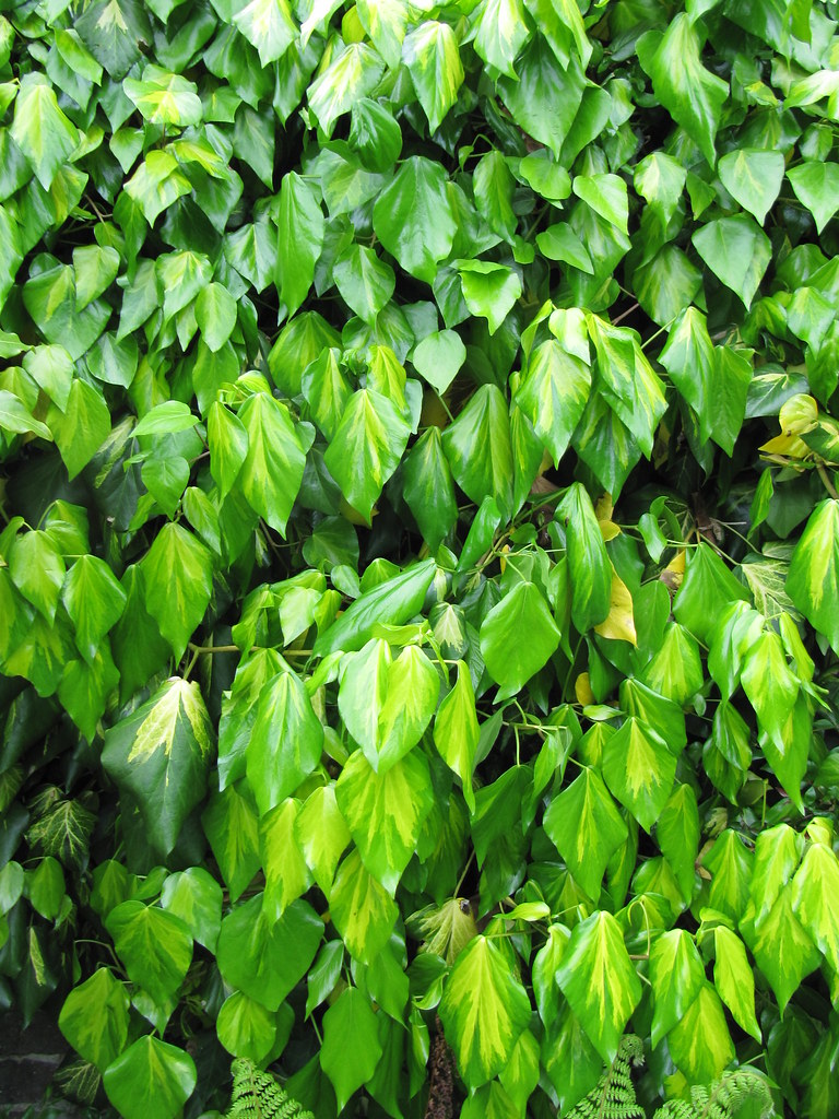 heart-shaped, glossy, green and yellow leaves with smooth margins and green stems