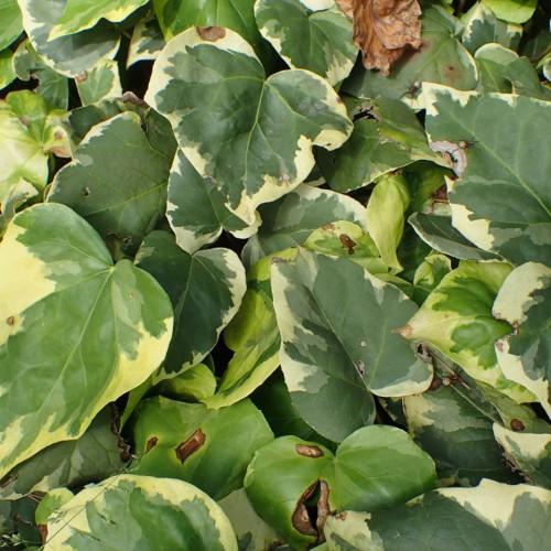 Green leaves with yellow midrib