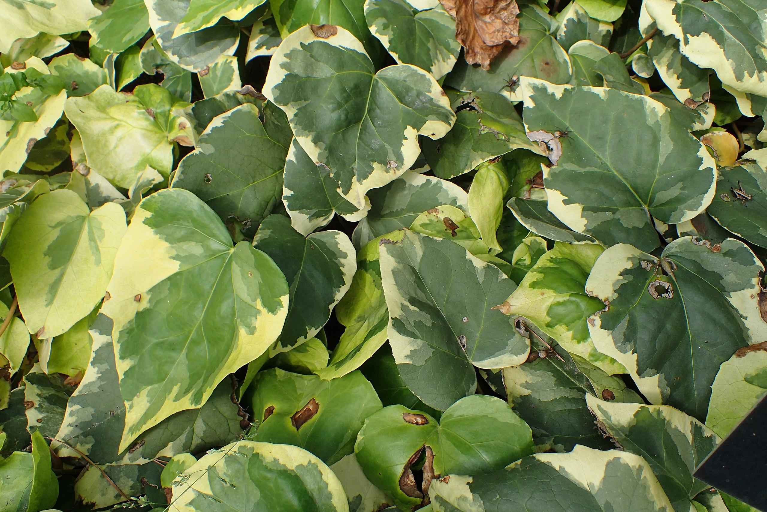 Green leaves with yellow midrib 