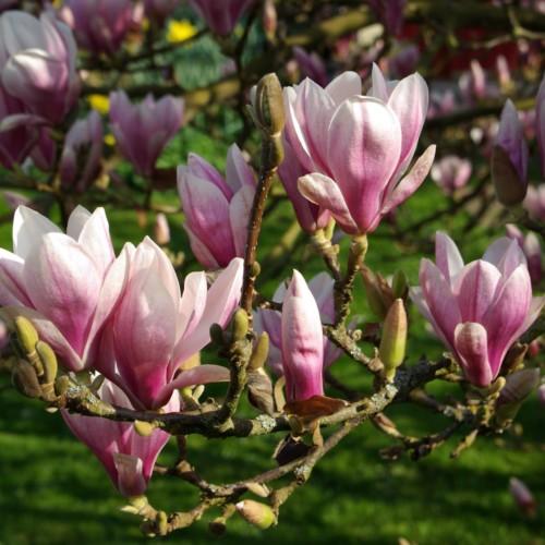 white-pink flowers with green-lime buds and dark-brown branches