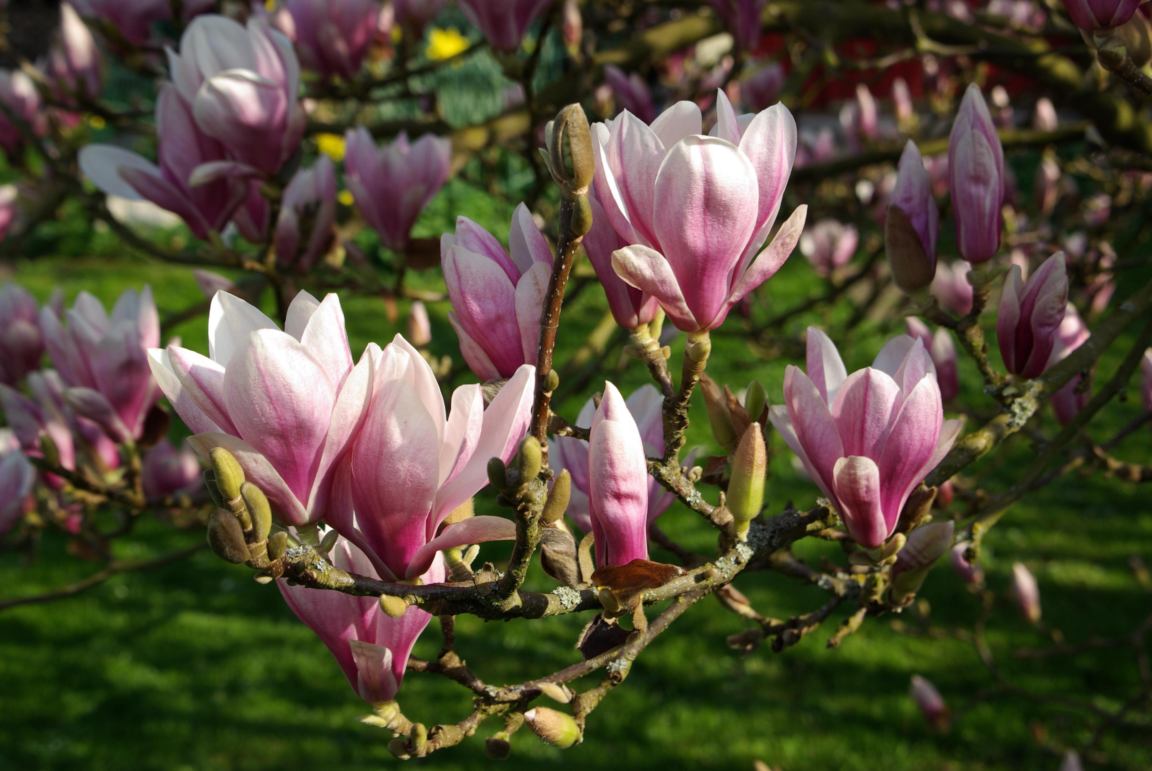 white-pink flowers with green-lime buds and dark-brown branches