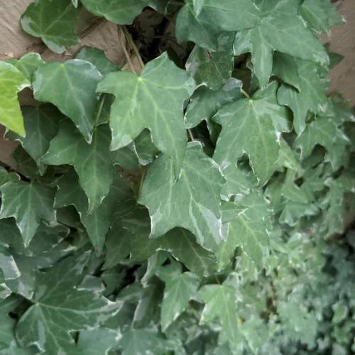 dark-green, palmate-shaped leaves with green midribs and gray-brown stems