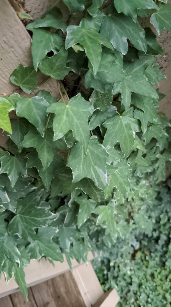 dark-green, palmate-shaped leaves with green midribs and gray-brown stems