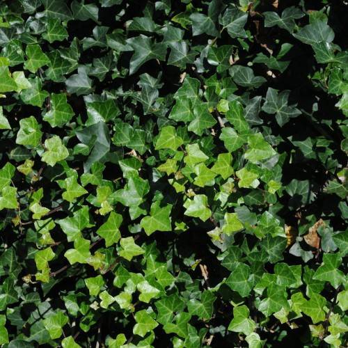 smooth, palmate-shaped green to dark green leaves with green midribs