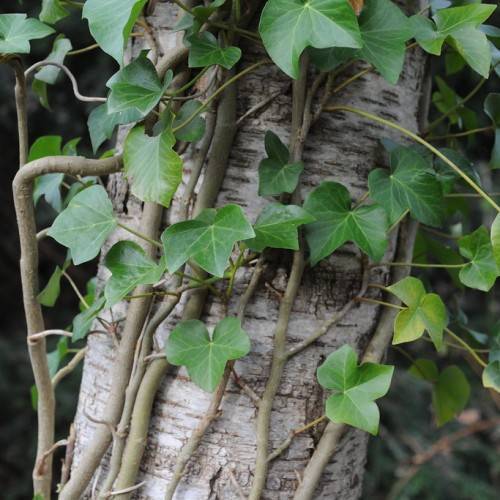 lobed, triangular-shaped, green leaves with green petioles and woody brown stems