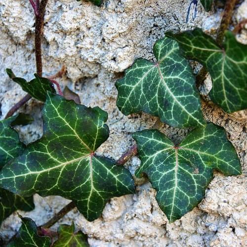 Dark-green leaves with yellow midrib, yellow veins and dark-burgundy stems.