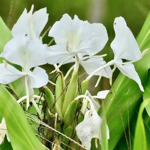 White flower with off-white center, white pistil, white anthers, white petiole, green stems, black hair and green leaves.