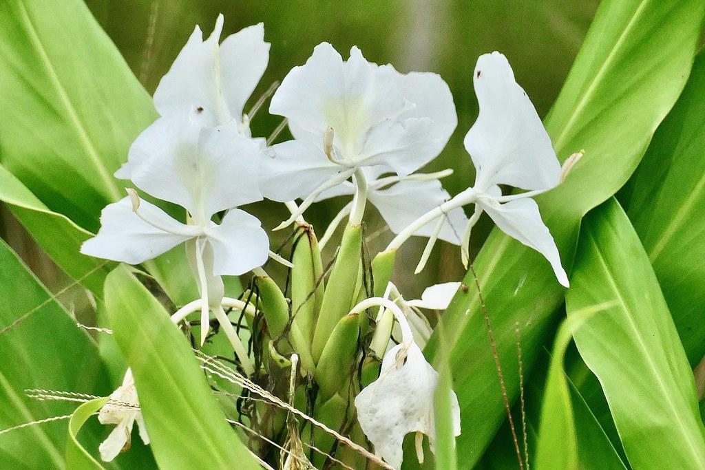 White flower with off-white center, white pistil, white anthers, white petiole, green stems, black hair and green leaves.