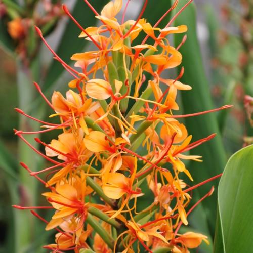 Light-orange flower with orange center, Red pistil, yellow stamen, green petiole and green leaves.