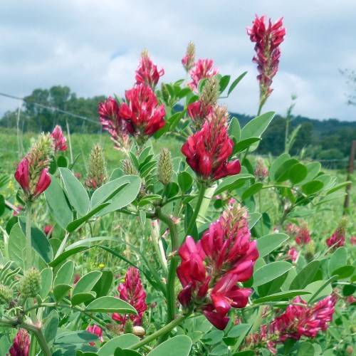 spike-shaped flower with cluster of shocking pink, small flowers, smooth, oval to round, green leaves and stems