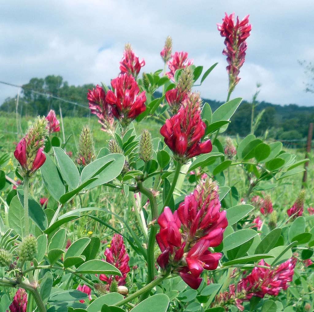 spike-shaped flower with cluster of shocking pink, small flowers, smooth, oval to round, green leaves and stems