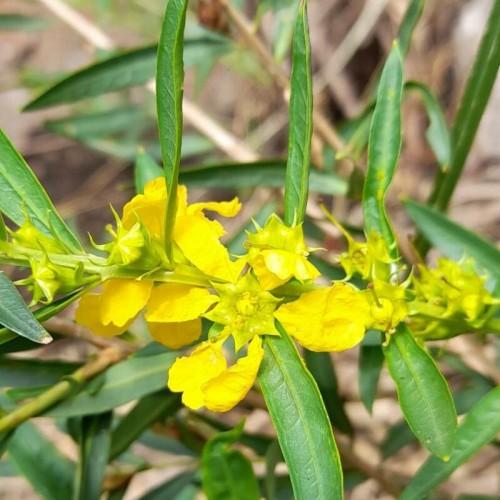 Yellow flowers with yellow stamen, yellow stem, green leaves and lime-green midribs