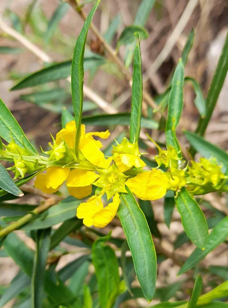 Yellow flowers with yellow stamen, yellow stem, green leaves and lime-green midribs