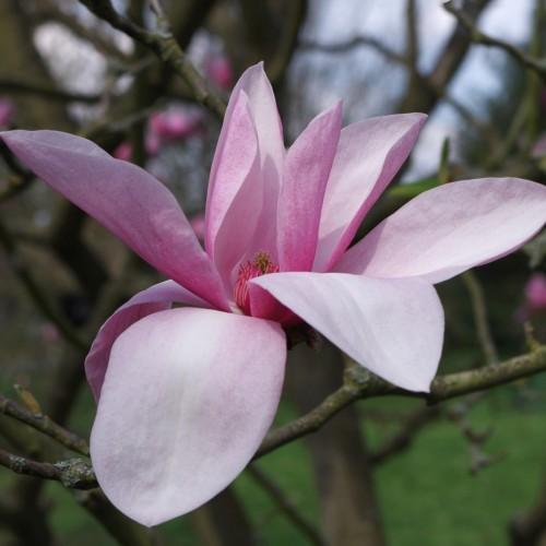 light-pink flowers with dark-pink center on brown branches