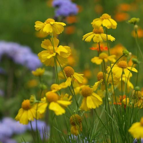 bright yellow flowers with protruding round yellow stamens, green sepals, and green stems