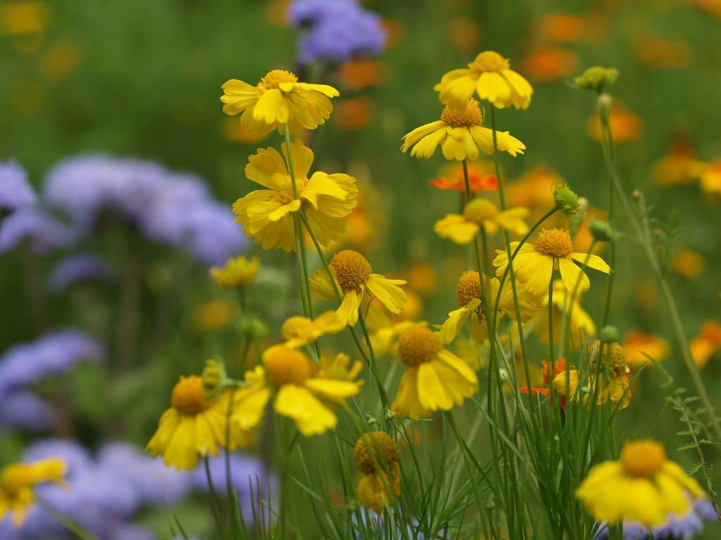 bright yellow flowers with protruding round yellow stamens, green sepals, and green stems