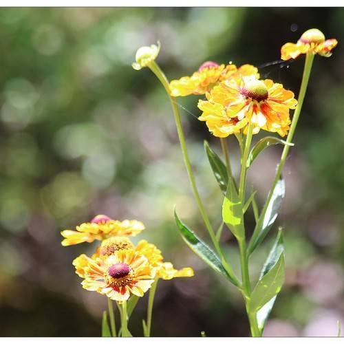 yellow flowers with brown stamens, red central tints, green stems, and spear-like, green leaves