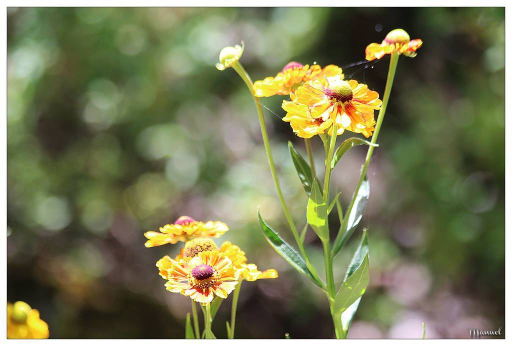 yellow flowers with brown stamens, red central tints, green stems, and spear-like, green leaves
