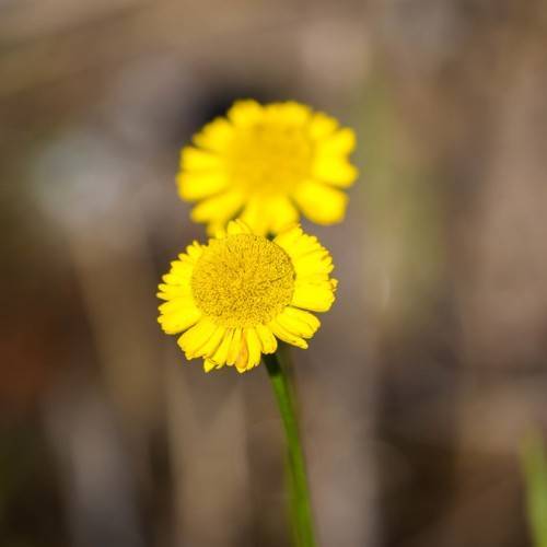 vibrant yellow flowers with protruding, yellow stamens, and green stems