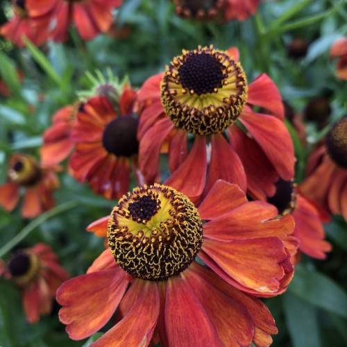 red-orange flowers with protruding yellow and dark brown stamens, green stems, and leaves