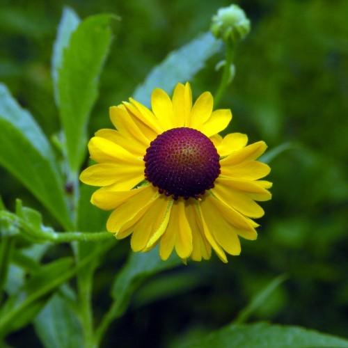 Yellow flower with burgundy center, green bud, green stems and green leaves.