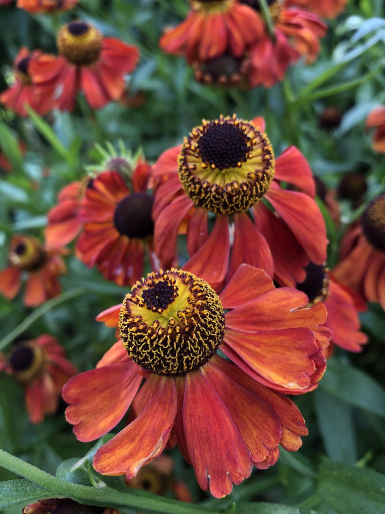 red-orange flowers with protruding yellow and dark brown stamens, green stems, and leaves