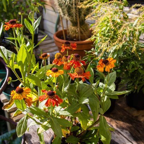 yellow and reddish-orange flowers with protruding brown stamens, green sepals, green stems, and leaves