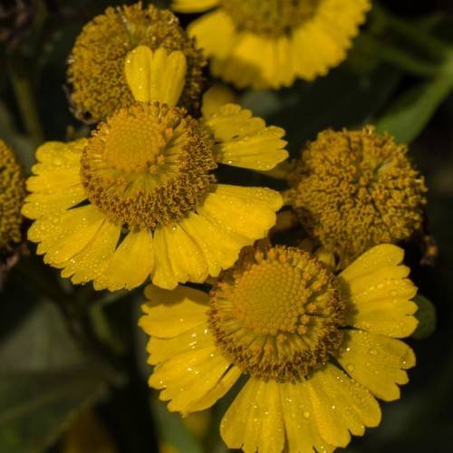 yellow flowers with protruding, rounded, yellow stamens, and green leaves