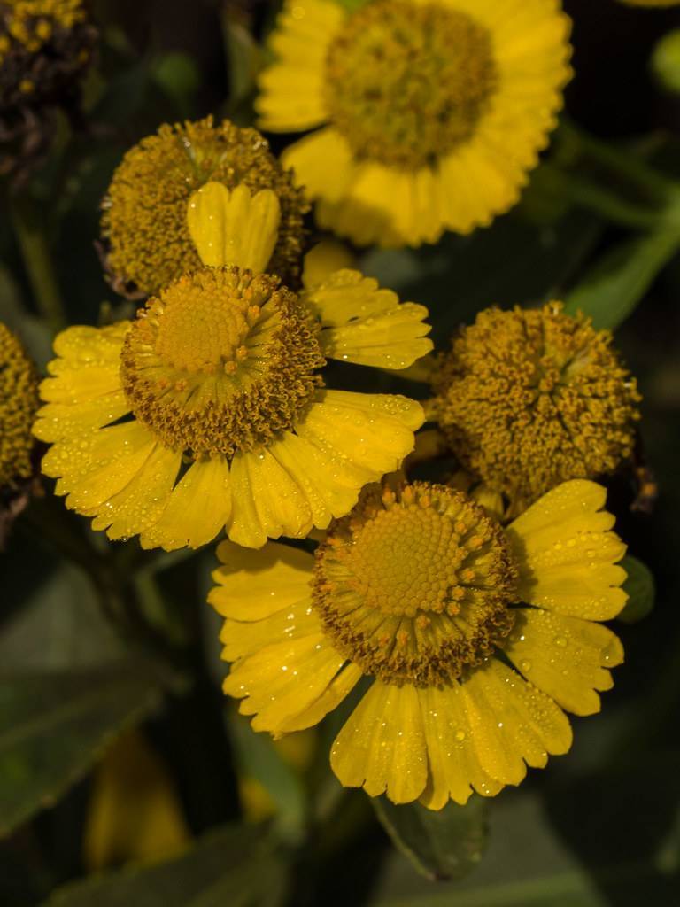 yellow flowers with protruding, rounded,  yellow stamens, and green leaves