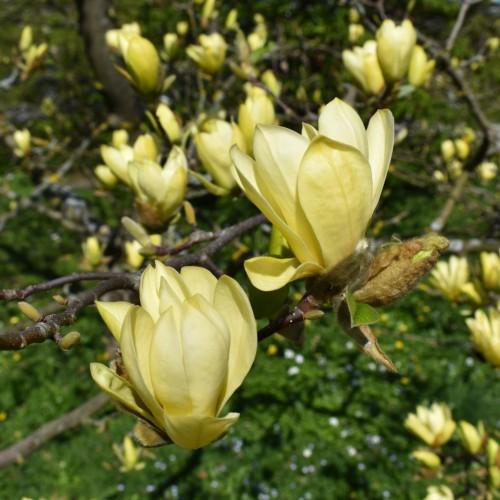 Light-yellow flower with Lime-brown buds, green leaves, yellow blades, black-brown stems.