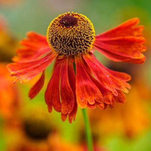 reddish-orange flower with spherical brown-yellow, protruding stamens, and green stem