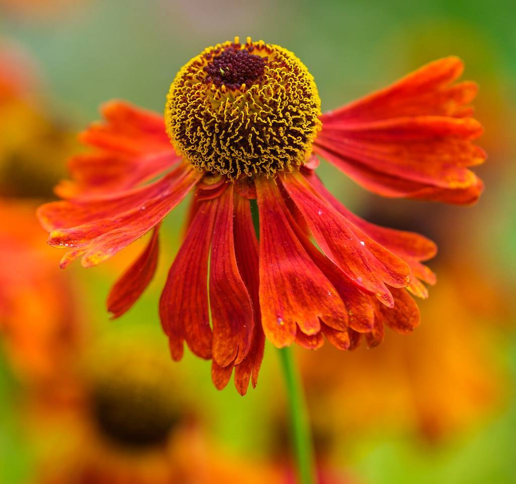 reddish-orange flower with spherical brown-yellow, protruding stamens, and green stem