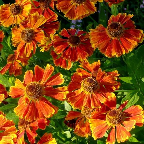 Orange-yellow flowers with yellow anthers, green leaves and green stems