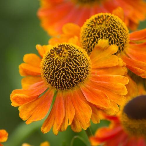 dark yellow-orange, daisy-like flowers with protruding outward yellow-brown stamens and green stem