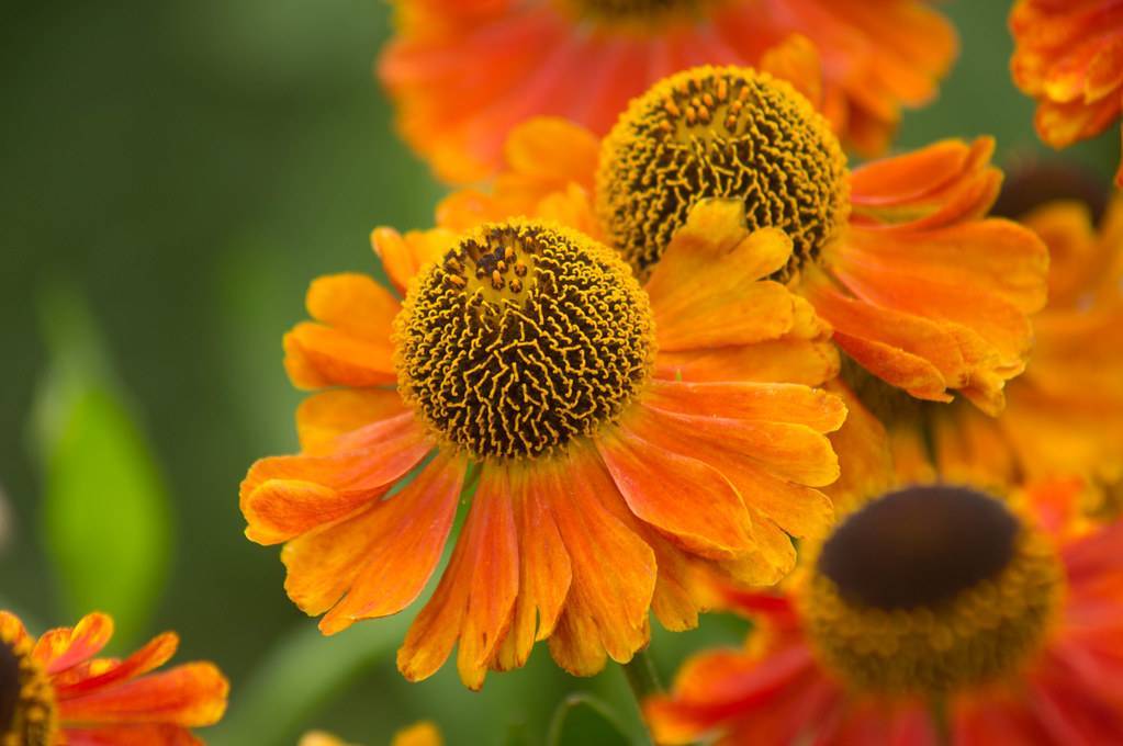 dark yellow-orange, daisy-like flowers with protruding outward yellow-brown stamens and green stem