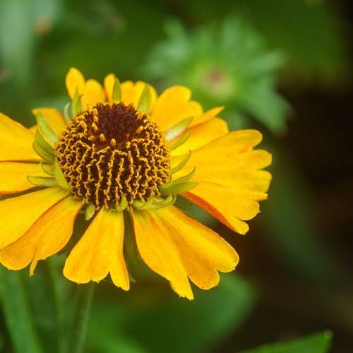 yellow colored flower with yellow-brown stamens, green sepal, and stem