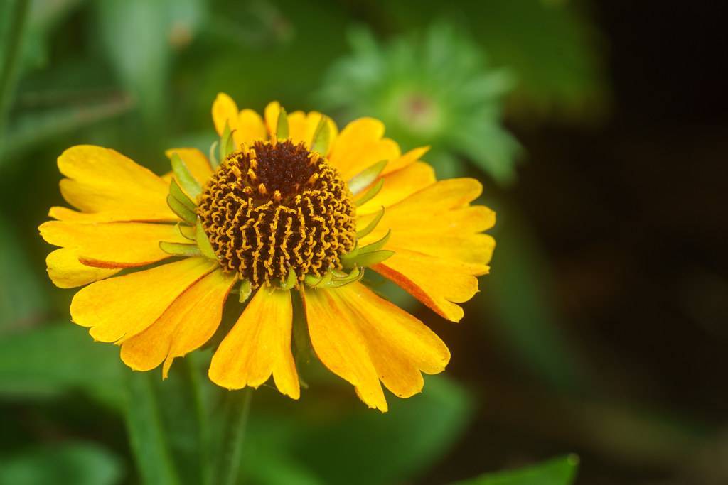 yellow colored flower with yellow-brown stamens, green sepal, and stem