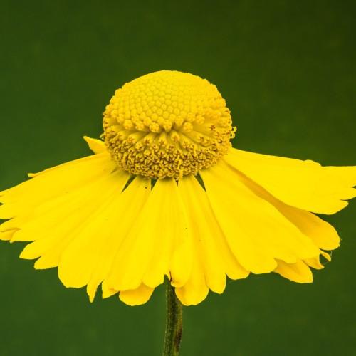 Yellow flower with yellow anthers and dark-green stem.