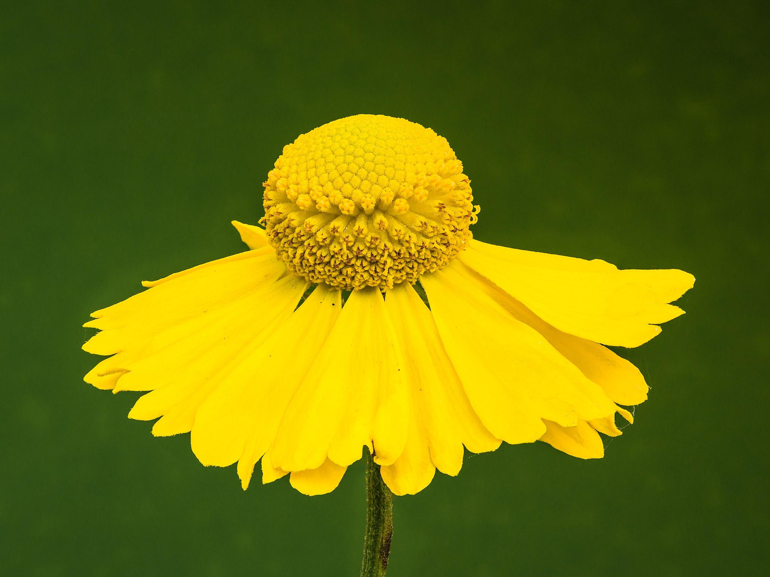 Yellow flower with yellow anthers and dark-green stem.