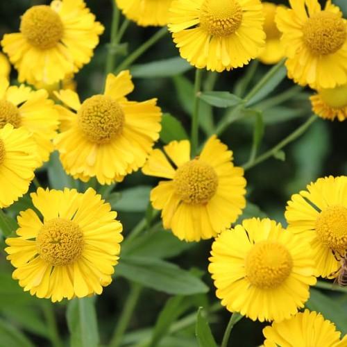 Yellow flower with yellow anthers, dark-green leaves and stem.