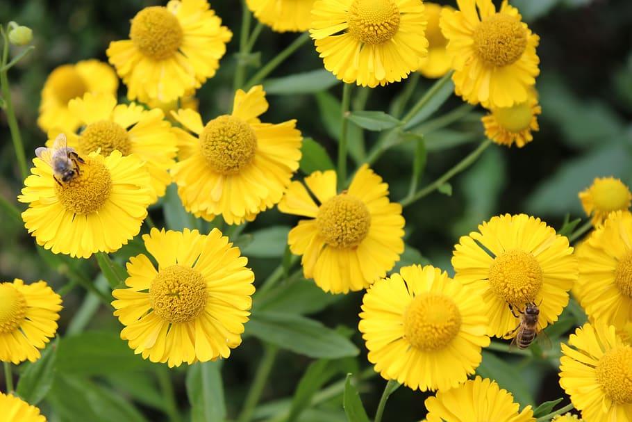 Yellow flower with yellow anthers, dark-green leaves and stem.