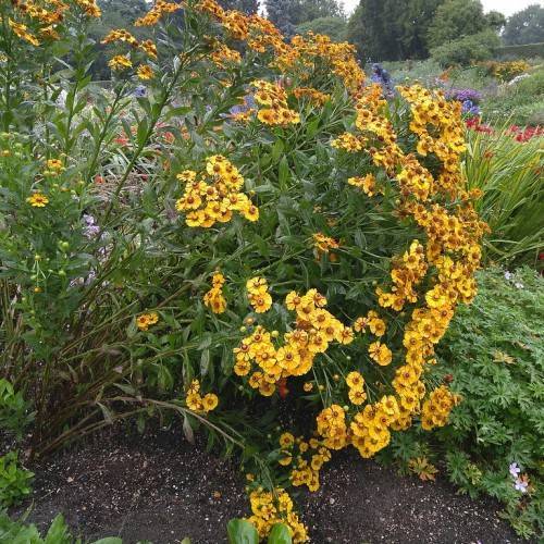 yellow colored saucer-like flowers with brown stamens, green stems, and green, lanceolate leaves
