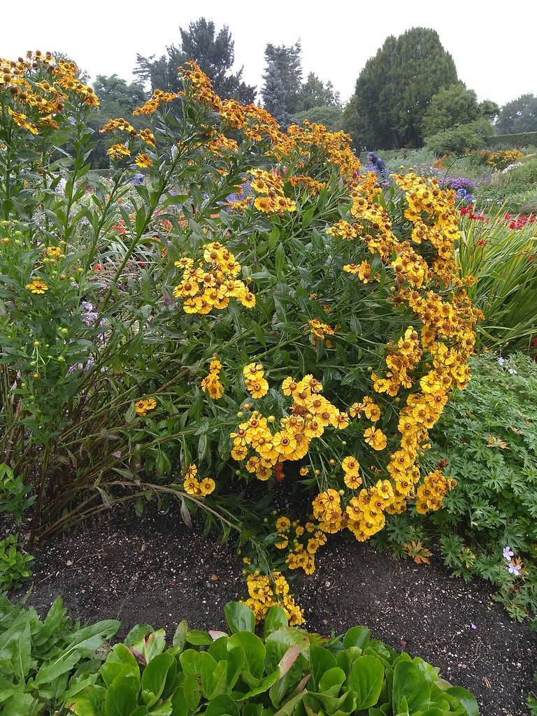 yellow colored saucer-like flowers with brown stamens, green stems, and green, lanceolate leaves