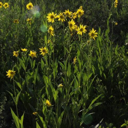 yellow-colored flowers with prominent brown stamens, upright, green stems, and lanceolate, narrow leaves 