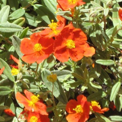 orange-colored, saucer-shaped flowers with yellow stamens, gray-green leaves, and stems