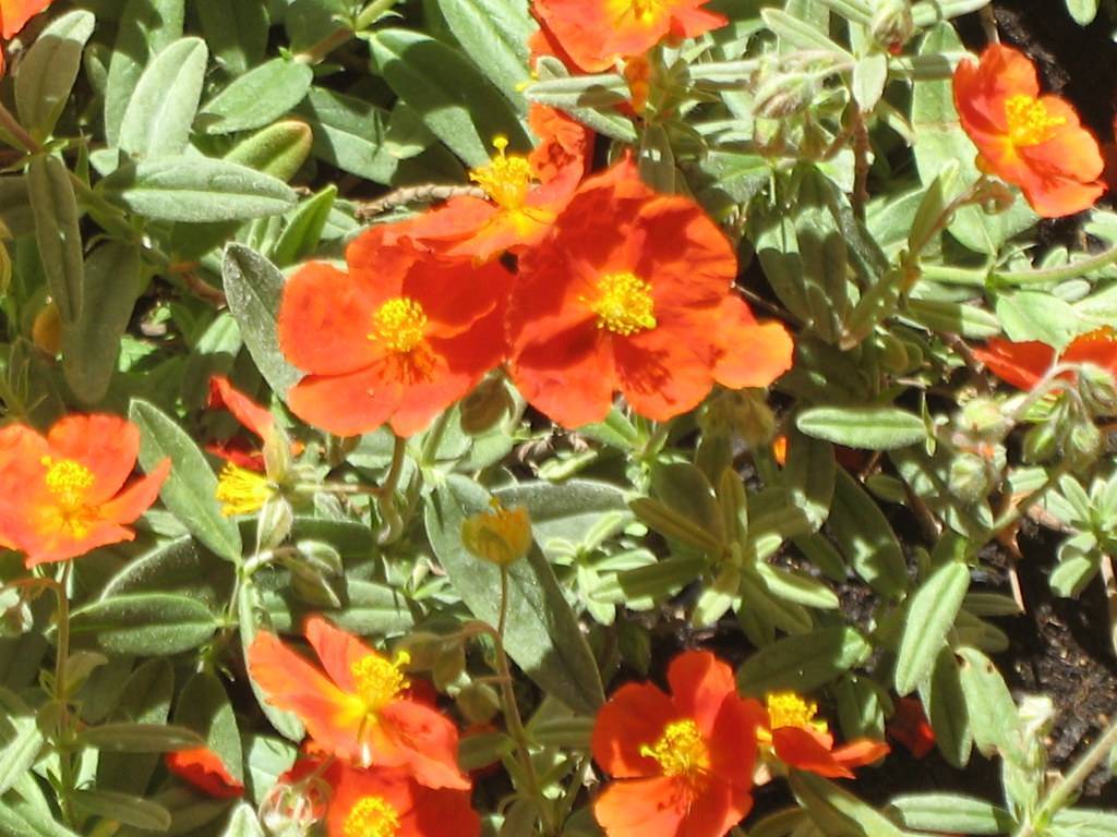 orange-colored, saucer-shaped flowers with yellow stamens, gray-green leaves, and stems