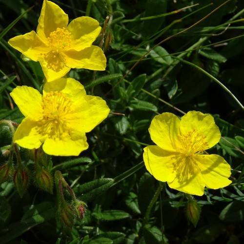 bright yellow, saucer-like, flowers with yellow stamens, dark green, small, lanceolate leaves, and reddish-green buds 