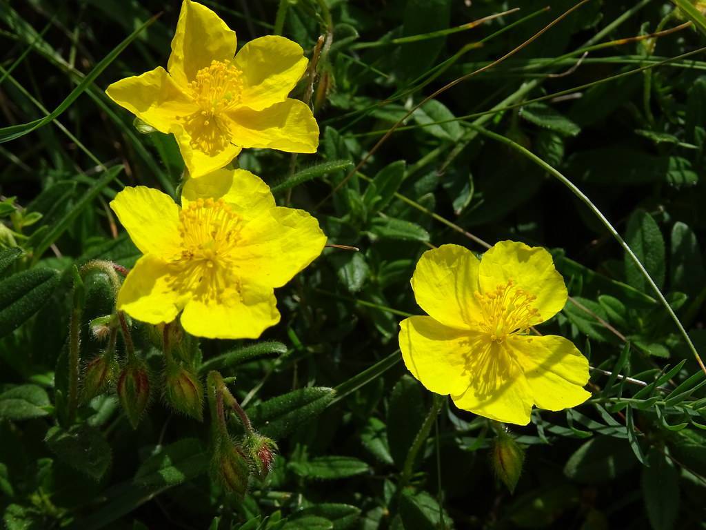 bright yellow, saucer-like, flowers with yellow stamens, dark green, small, lanceolate leaves, and reddish-green buds 
